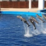 dolphins 1039164