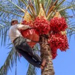 Mısır'daki En Ünlü Kış Ve Yaz MeyvelerI