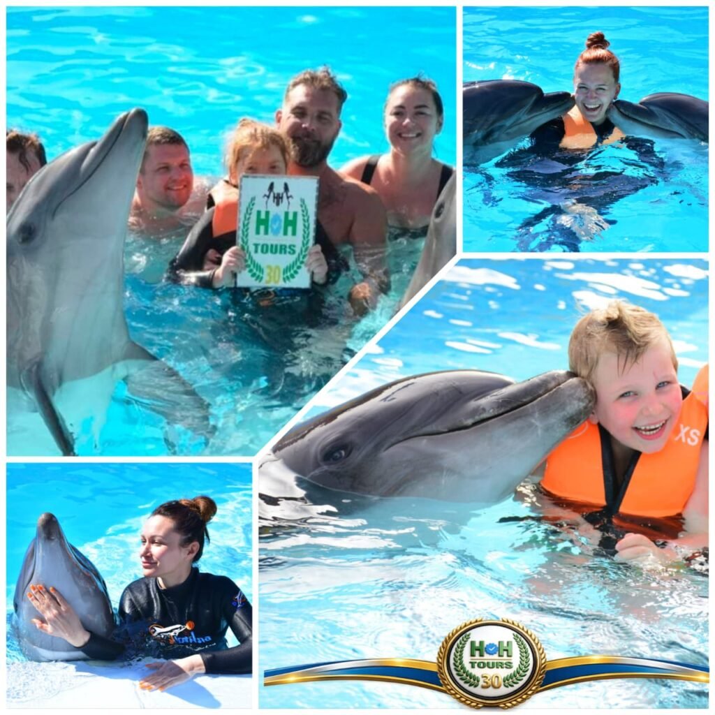 Swim dolphin