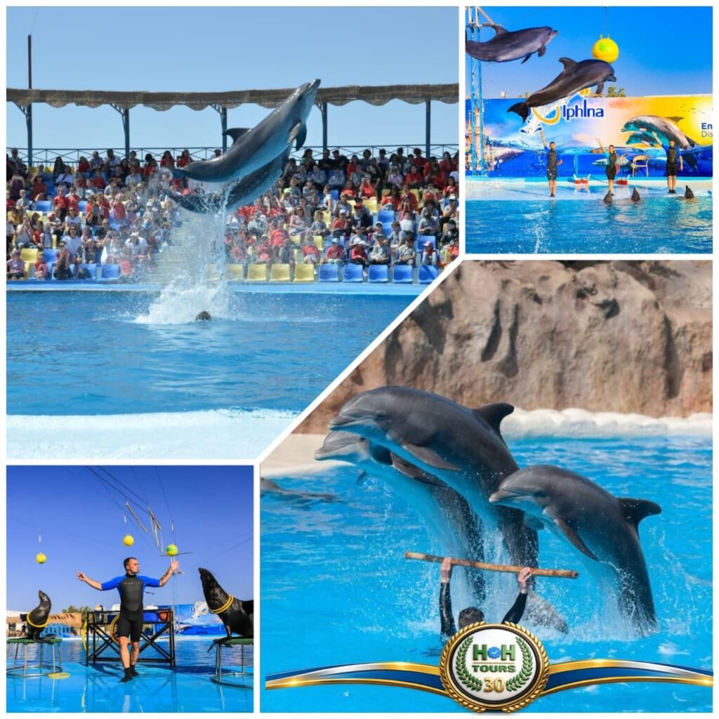 Show dolphin